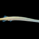 Candiru (Vandellia cirrhosa)